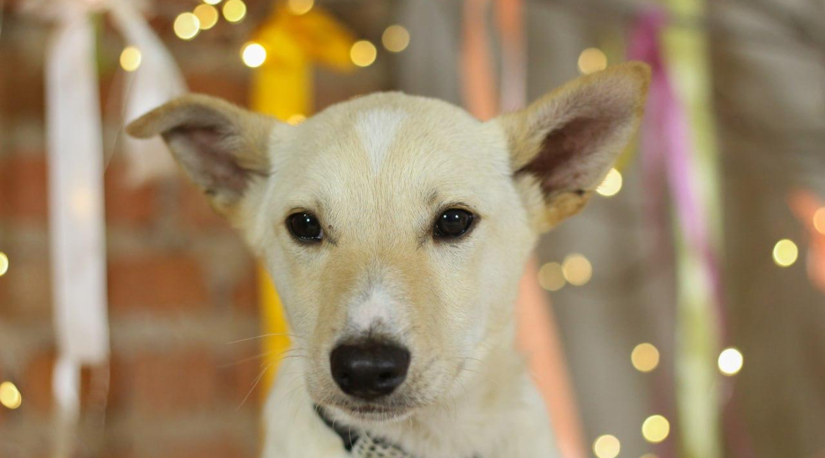 Chiens à adopter